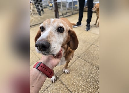 Perla: einmal nur geliebt werden...