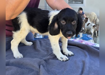 Guiseppino: kleiner Fratz sucht Kuschelplatz
