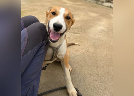 Billie: unkomplizierte Familienhündin