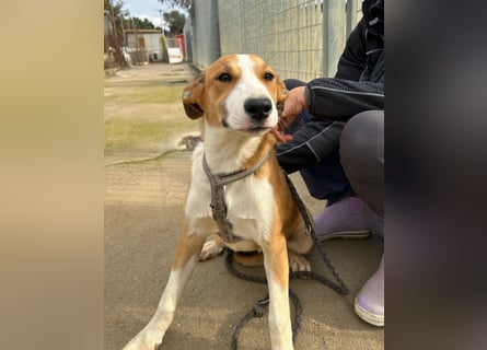 Billie: unkomplizierte Familienhündin