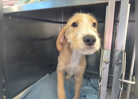 Simon: kleiner Herzensbrecher