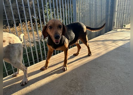 Fine: eine Seele von Hund