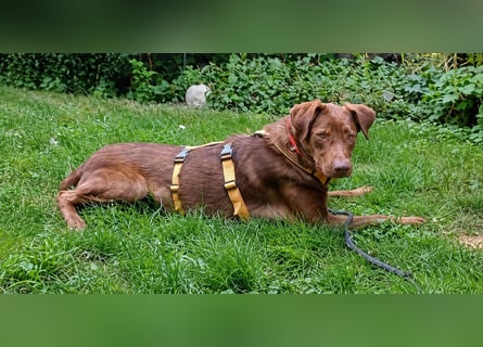 Liza: rotbraune Schönheit