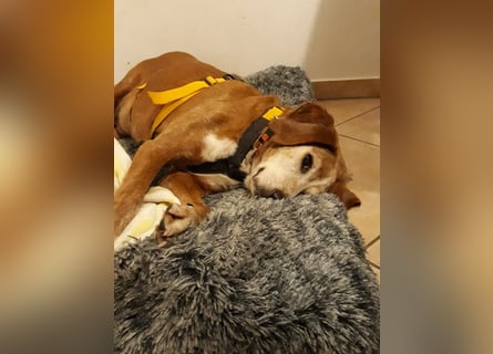 Perla: wer hätte das gedacht?