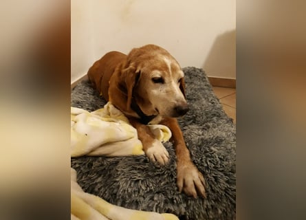 Perla: wer hätte das gedacht?