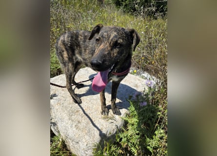 Rosino: ein Schatz für "überall mit dabei"