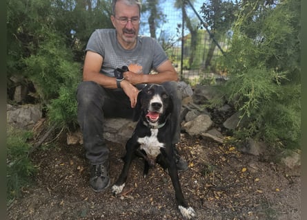 Vernedi: eine Seele von Hund