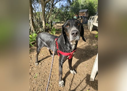 Vernedi: eine Seele von Hund