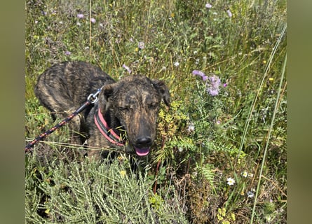 Rosino: ein Schatz für "überall mit dabei"