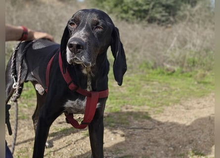 Vernedi: eine Seele von Hund