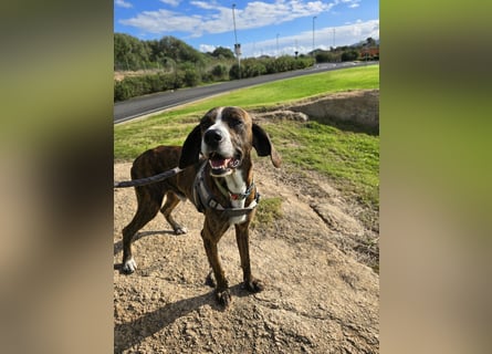 Sardo: eine ganz treue Seele