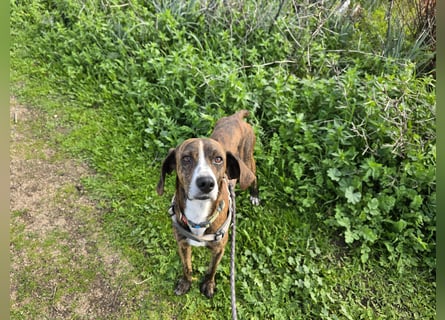 Sardo: eine ganz treue Seele