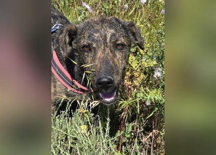 Rosino: ein Schatz für "überall mit dabei"