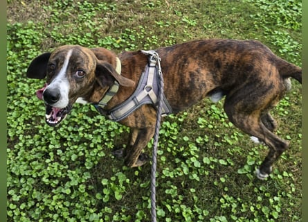 Sardo: eine ganz treue Seele