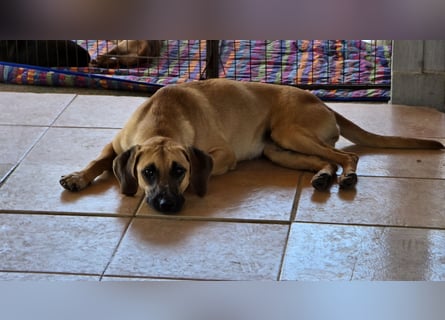 Caterina: zarte Hündin sucht Geborgenheit
