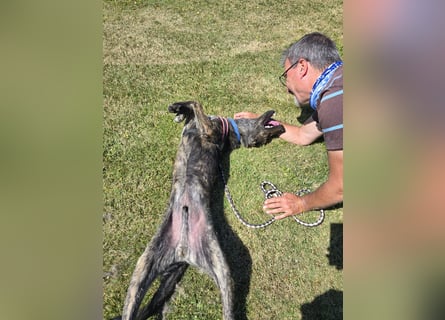 Rosino: ein Schatz für "überall mit dabei"