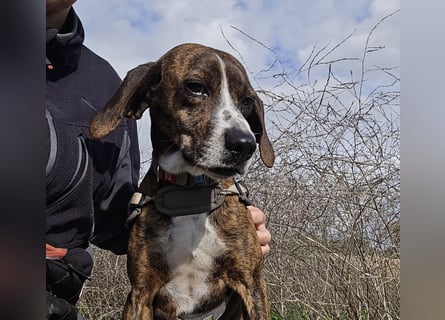 Sardo: eine ganz treue Seele