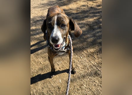 Sardo: eine ganz treue Seele