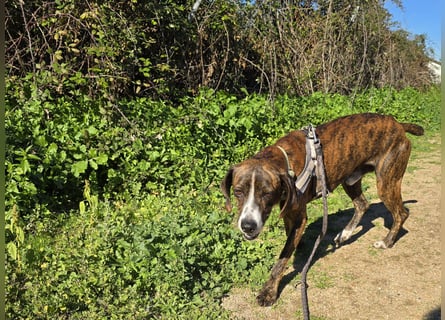 Sardo: eine ganz treue Seele