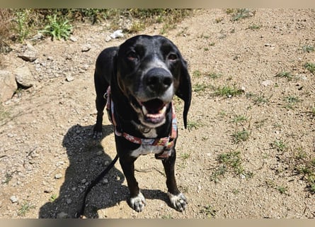 Vernedi: eine Seele von Hund