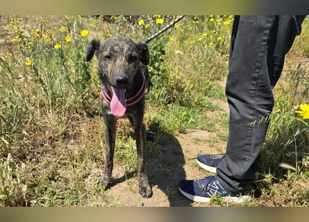 Rosino: ein Schatz für "überall mit dabei"