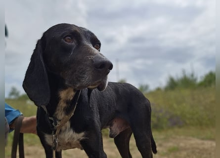 Vernedi: eine Seele von Hund