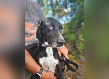 Vernedi: eine Seele von Hund