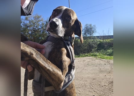 Sardo: eine ganz treue Seele