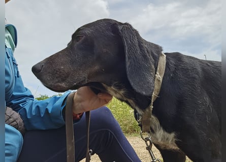 Vernedi: eine Seele von Hund