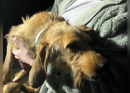 Rina - zauberhaftes Langohrmädchen liebt Menschen mehr als die Jagd