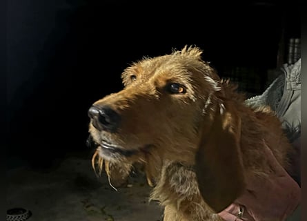 Rina - zauberhaftes Langohrmädchen liebt Menschen mehr als die Jagd