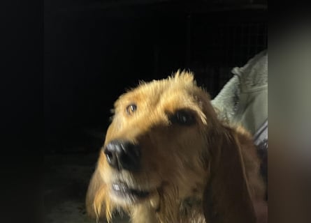 Rina - zauberhaftes Langohrmädchen liebt Menschen mehr als die Jagd