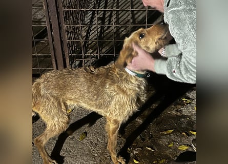 Rina - zauberhaftes Langohrmädchen liebt Menschen mehr als die Jagd