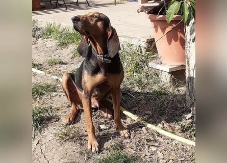 Rocco  - dringend - ein Überlebenskünstler sucht ein neues Zuhause