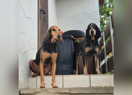 Rocco  - dringend - ein Überlebenskünstler sucht ein neues Zuhause