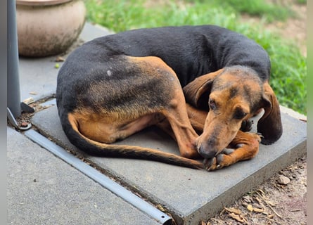 Rocco  - dringend - ein Überlebenskünstler sucht ein neues Zuhause