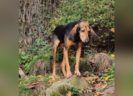 Rocco  - dringend - ein Überlebenskünstler sucht ein neues Zuhause