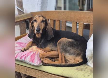 Rocco  - dringend - ein Überlebenskünstler sucht ein neues Zuhause