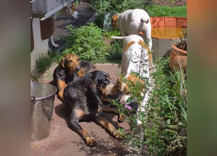 Rocco  - dringend - ein Überlebenskünstler sucht ein neues Zuhause