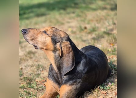 Rocco  - dringend - ein Überlebenskünstler sucht ein neues Zuhause
