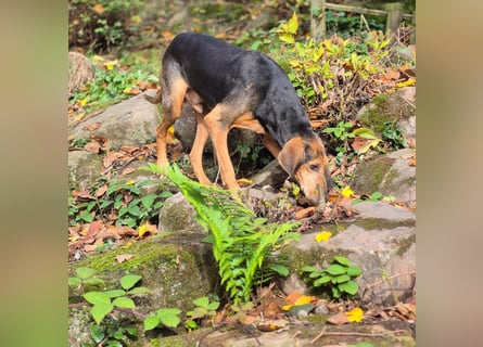 Rocco  - dringend - ein Überlebenskünstler sucht ein neues Zuhause