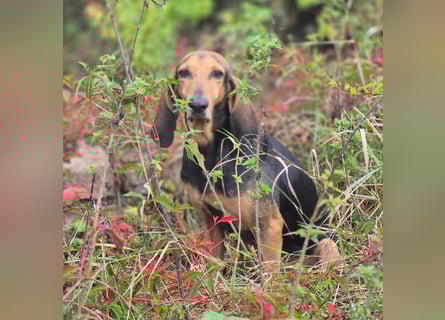 Rocco  - dringend - ein Überlebenskünstler sucht ein neues Zuhause