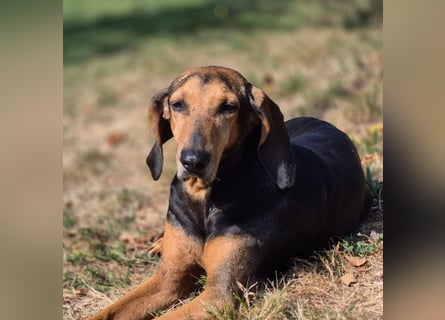 Rocco  - dringend - ein Überlebenskünstler sucht ein neues Zuhause