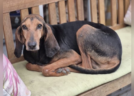 Rocco  - dringend - ein Überlebenskünstler sucht ein neues Zuhause