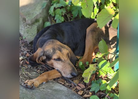 Rocco  - dringend - ein Überlebenskünstler sucht ein neues Zuhause