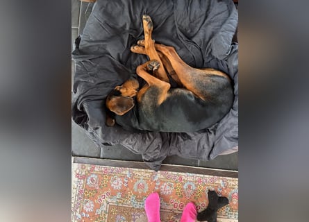 Brisa - serbische Bracke -Herz aus Gold