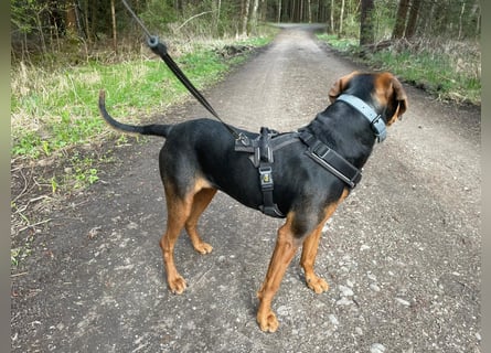 Brisa - serbische Bracke -Herz aus Gold