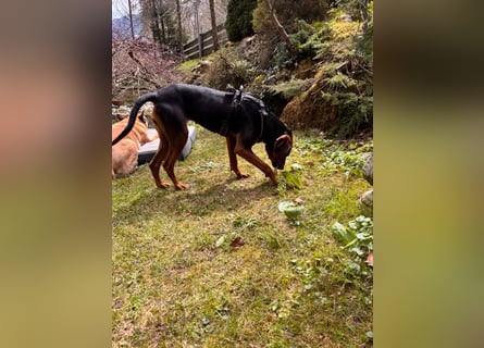 Brisa - serbische Bracke -Herz aus Gold