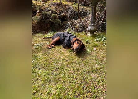 Brisa - serbische Bracke -Herz aus Gold