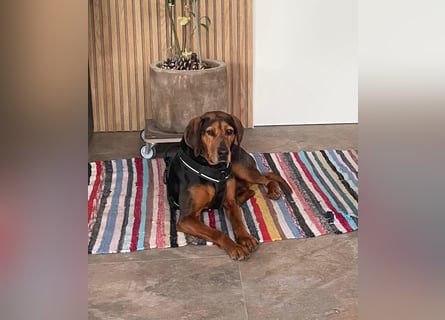 Brisa - serbische Bracke -Herz aus Gold